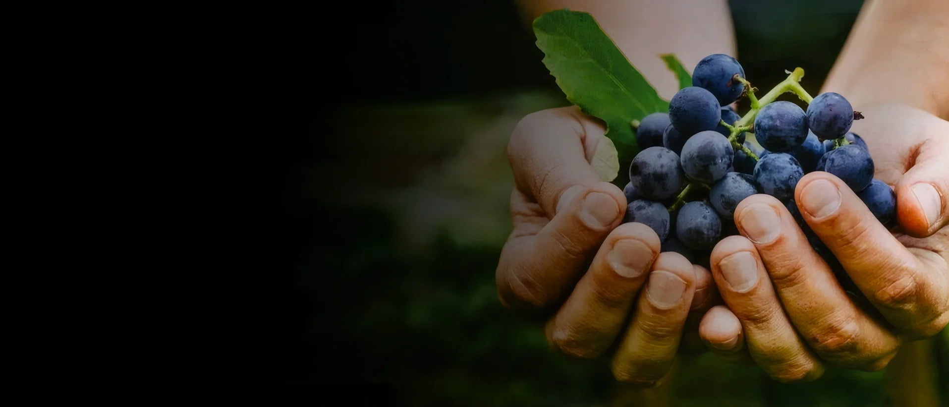 BIO Borok Gourmet Moments